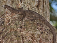 Dumeril's Monitor Lizard  - Khao Pra Bang Khram WS