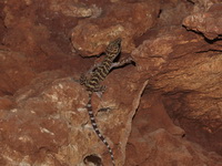 Dumnui's Bent-toed Gecko  - Chiang Mai