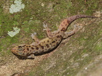 Fehlmann's Four-clawed Gecko  - Nam Tok Huay Yang NP