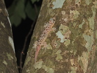Fehlmann's Four-clawed Gecko  - Nam Tok Huay Yang NP