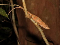 Flower's Long-headed Lizard - female  - Khao Kitchakut NP