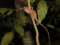 Flower's Long-headed Lizard - female  - Khao Kitchakut NP