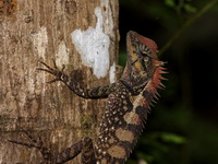 Forest Crested Lizard  - Khao Pu Khao Ya NP