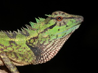 Forest Crested Lizard  - Khao Banthad WS