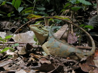 Forest Crested Lizard  - Khao Luang Krung Ching NP