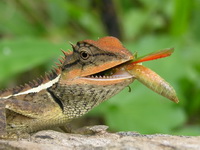 Forest Crested Lizard  - Phuket