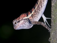 Forest Crested Lizard  - Phuket