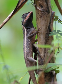 Forest Crested Lizard  - Sri Phang Nga NP
