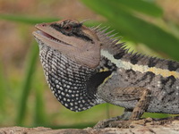 Forest Crested Lizard  - Kaeng Krachan NP