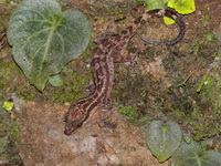 Four-striped Bent-toed Gecko  - Bang Lang NP
