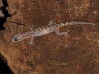 Four-striped Bent-toed Gecko  - Bang Lang NP