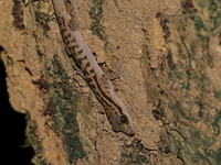 Four-striped Bent-toed Gecko  - Bala