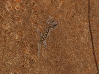 Four-striped Bent-toed Gecko  - Wang Sai Thong