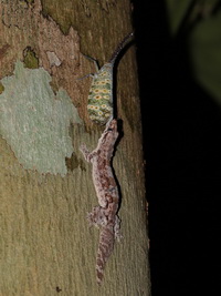 Frilly Forest Gecko  - Phuket