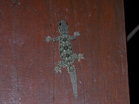 Frilly House Gecko  - Kaeng Krachan NP