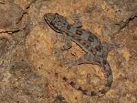 Frilly House Gecko  - Mae Wong NP