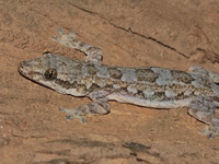 Frilly House Gecko  - Mae Wong NP