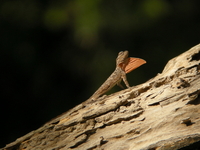 Fringed Flying Lizard  - Thale Ban NP