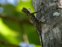 Fringed Flying Lizard  - Sri Phang Nga NP