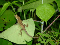 Garden Lizard  - Phuket