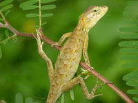 Garden Lizard  - Phuket