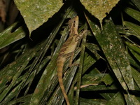 Giant Angle-headed Lizard - female  - Betong