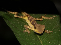 Giant Angle-headed Lizard - juvenile  - Betong