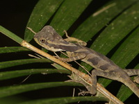 Giant Angle-headed Lizard - juvenile  - San Kala Khiri NP