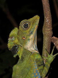 Giant Angle-headed Lizard - male  - Betong