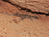 Golden-belted Bent-toed Gecko  - Thung Salaeng Luang NP