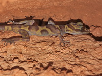 Golden-belted Bent-toed Gecko  - Thung Salaeng Luang NP