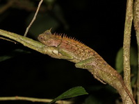 Greater Spiny Lizard  - Bang Lang NP