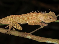 Greater Spiny Lizard  - Betong