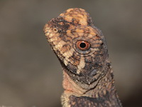 Greater Spiny Lizard  - Bala