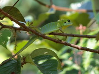 Green Crested Lizard  - Bala