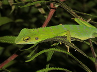 Green Crested Lizard  - Bang Lang NP