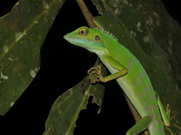 Green Crested Lizard  - Betong