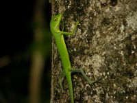 Gunung Raya Crested Lizard  - Phuket