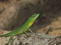 Gunung Raya Crested Lizard  - Sri Phang Nga NP