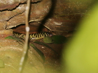 Harold Young's Supple Skink  - Phu Wiang NP