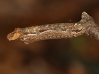 Hemiphyllodactylus undescribed sp  - Sakaerat