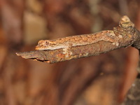Hemiphyllodactylus undescribed sp  - Sakaerat