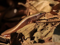 Indian Forest Skink - mature male  - Doi Chang Mub