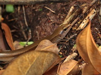 Indian Forest Skink - mature male  - Khun Nan NP