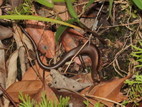 Indian Forest Skink  - Phu Hin Rong Kla NP