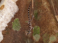 Intermediate Bent-toed Gecko  - Khao Chamao Khao Wong NP