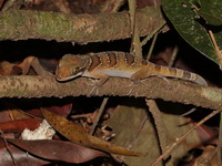 Intermediate Bent-toed Gecko  - Khao Kitchakut NP