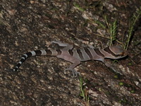 Intermediate Bent-toed Gecko  - Khao Soi Dao WS