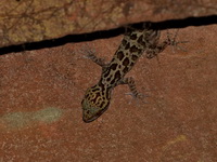 Jarujin's Bent-toed Gecko  - Phu Langka NP