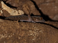 Jarujin's Bent-toed Gecko  - Phu Langka NP